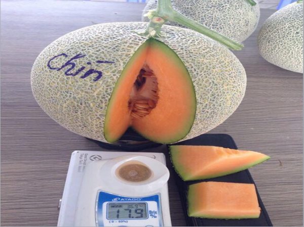 Cantaloupe melon Golden Bowel