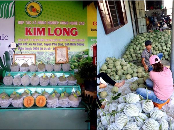 Kim Long melon is grown in Kim Long High-Tech Agricultural Cooperative according to VietGAP standards