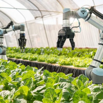 Smart robotic farmers in agriculture futuristic robot automation to vegetable farm,Smart farm concept