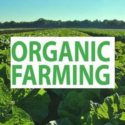 organic-agriculture-600×330-15740729742821432094400