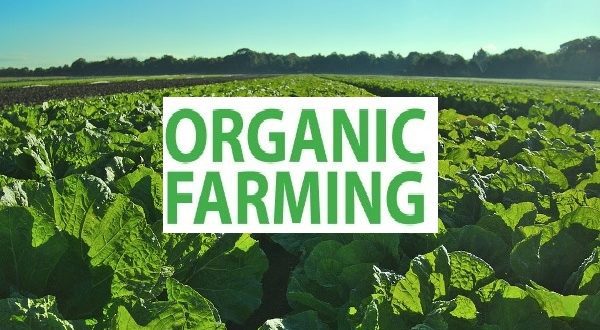 organic-agriculture-600×330-15740729742821432094400