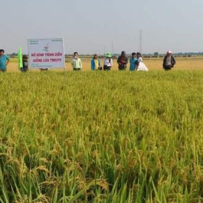 growing rice