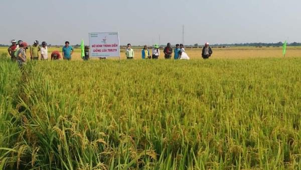 growing rice