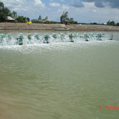 nuoi tom su cong nghiep o xa Hiep My Tay (Cau Ngang) duoc khoi phuc sau dich benh