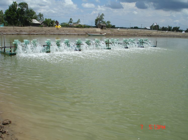 nuoi tom su cong nghiep o xa Hiep My Tay (Cau Ngang) duoc khoi phuc sau dich benh