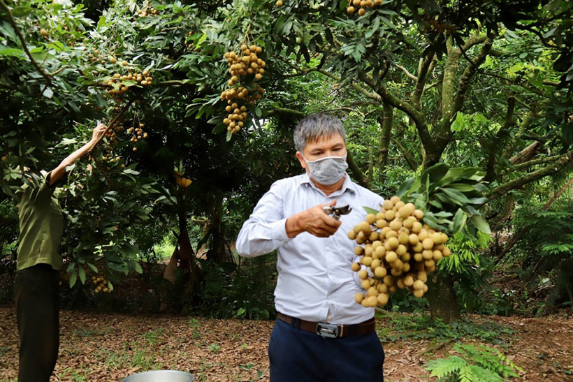 Đầu ra cho nông sản Việt vẫn chưa khắc phục cơ bản được những khó khăn trong thời gian qua. (Ảnh minh họa: Đ.Đ)