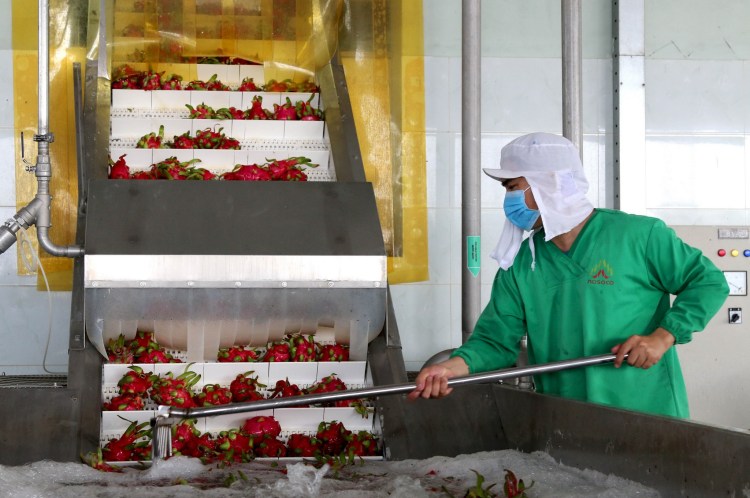 Dragon fruit is preliminarily processed to be processed into plastic dried products at Nafood factory (Duc Hoa district, Long An). (Image: Bui Giang/VNA)